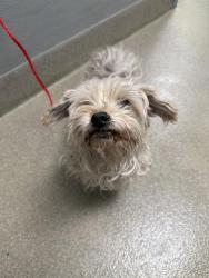 Shelter Stray Female Dog last seen SUNRISE AVE | N HONOLULU ST, 655 N Mojave Rd, Las Vegas, NV 89101, USA