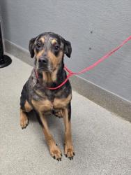 Shelter Stray Female Dog last seen , 655 N Mojave Rd, Las Vegas, NV 89101, USA
