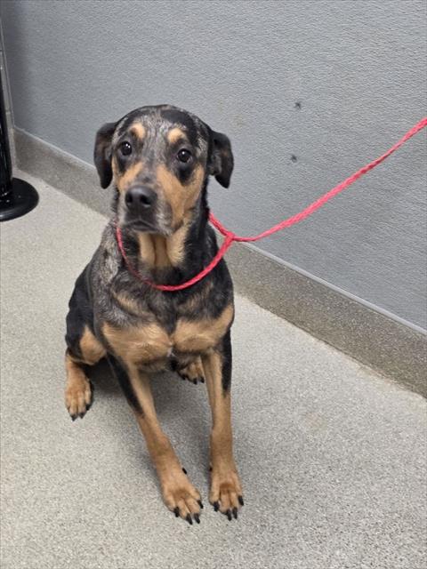 Shelter Stray Female Dog last seen , 655 N Mojave Rd, Las Vegas, NV 89101, USA