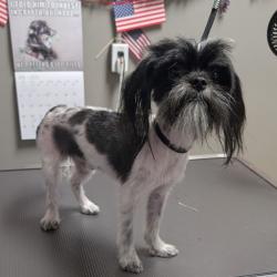 Shelter Stray Male Dog last seen SAHARA AND NELLIS, 655 N Mojave Rd, Las Vegas, NV 89101, USA