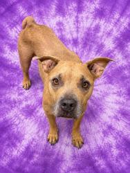 Shelter Stray Female Dog last seen Near BLOCK MATTOX AVE, 2020 Forest St, Jacksonville, FL 32204, USA