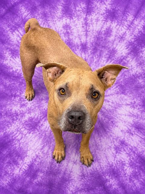 Shelter Stray Female Dog last seen Near BLOCK MATTOX AVE, 2020 Forest St, Jacksonville, FL 32204, USA