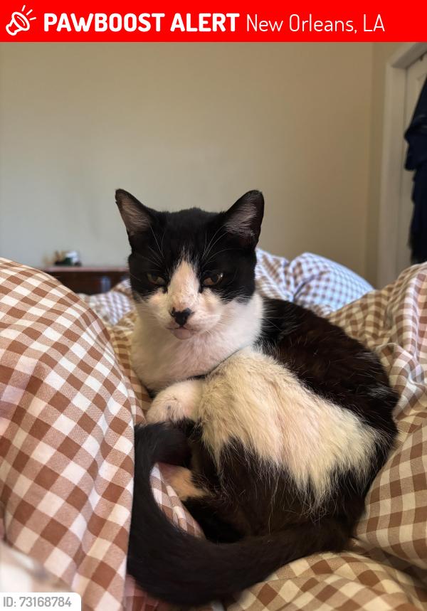 Lost Female Cat last seen N pierce, New Orleans, LA 70119