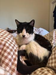 Lost Female Cat last seen N pierce, New Orleans, LA 70119