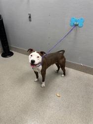 Shelter Stray Male Dog last seen Near BLOCK BOULDER HWY, LAS VEGAS NV 89122, 655 N Mojave Rd, Las Vegas, NV 89101, USA