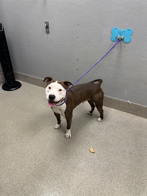 Shelter Stray Male Dog last seen Near BLOCK BOULDER HWY, LAS VEGAS NV 89122, 655 N Mojave Rd, Las Vegas, NV 89101, USA