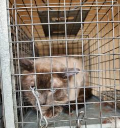Shelter Stray Unknown Cat last seen Near BLOCK E PRIMM BLVD, JEAN NV 89019, 655 N Mojave Rd, Las Vegas, NV 89101, USA