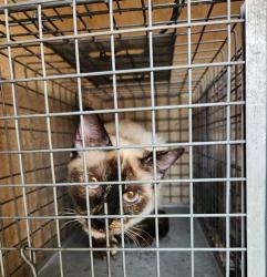 Shelter Stray Unknown Cat last seen Near BLOCK E PRIMM BLVD, JEAN NV 89019, 655 N Mojave Rd, Las Vegas, NV 89101, USA