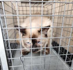 Shelter Stray Unknown Cat last seen Near BLOCK E PRIMM BLVD, JEAN NV 89019, 655 N Mojave Rd, Las Vegas, NV 89101, USA