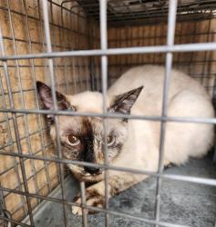 Shelter Stray Unknown Cat last seen Near BLOCK E PRIMM BLVD, JEAN NV 89019, 655 N Mojave Rd, Las Vegas, NV 89101, USA