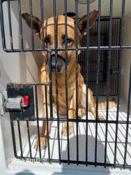 Shelter Stray Female Dog last seen Near BLOCK ORR AVE, NORTH LAS VEGAS NV 89030, 655 N Mojave Rd, Las Vegas, NV 89101, USA