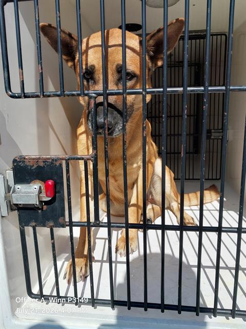 Shelter Stray Female Dog last seen Near BLOCK ORR AVE, NORTH LAS VEGAS NV 89030, 655 N Mojave Rd, Las Vegas, NV 89101, USA