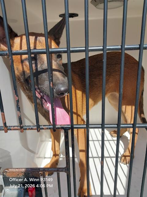 Shelter Stray Female Dog last seen Near BLOCK ORR AVE, NORTH LAS VEGAS NV 89030, 655 N Mojave Rd, Las Vegas, NV 89101, USA