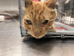 Shelter Stray Female Cat last seen Near BLOCK N LAS VEGAS BLVD, 655 N Mojave Rd, Las Vegas, NV 89101, USA