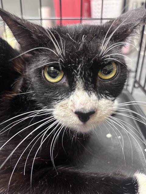 Shelter Stray Female Cat last seen Near BLOCK MENDON LN #2 , LAS VEGAS NV 89156, 655 N Mojave Rd, Las Vegas, NV 89101, USA