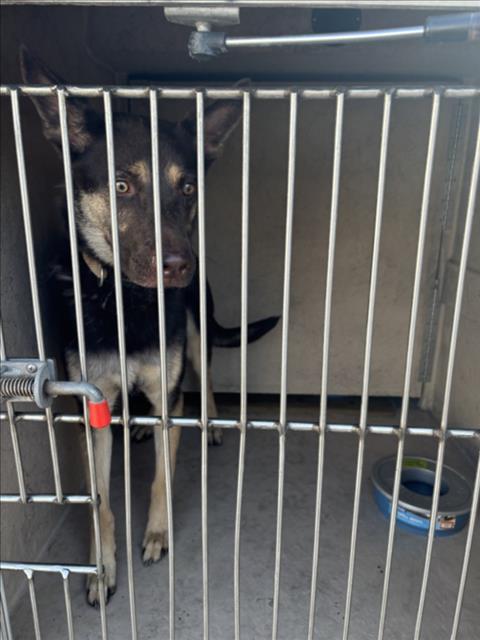 Shelter Stray Female Dog last seen Near BLOCK W CHEYENNE AVE, LAS VEGAS NV 89108, 655 N Mojave Rd, Las Vegas, NV 89101, USA