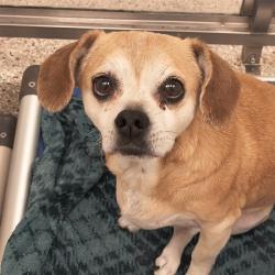 Shelter Stray Male Dog last seen , 4000 N Silverbell Rd, Tucson, AZ 85745, USA