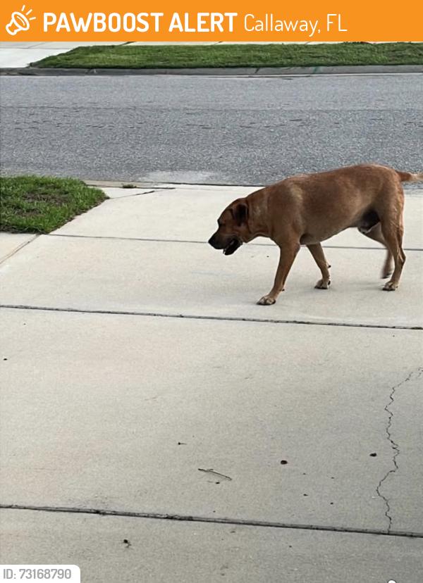 Found/Stray Male Dog last seen Osprey Lake Rd and Boat Race, Callaway, FL 32404