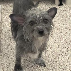Shelter Stray Female Dog last seen , 4000 N Silverbell Rd, Tucson, AZ 85745, USA