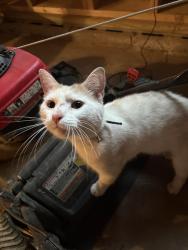 Found/Stray Unknown Cat last seen Smith Ave Hermitage Pa, Hermitage, PA 16148