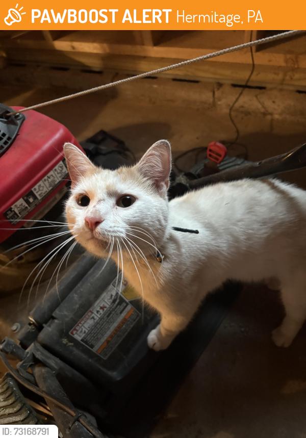 Found/Stray Unknown Cat last seen Smith Ave Hermitage Pa, Hermitage, PA 16148