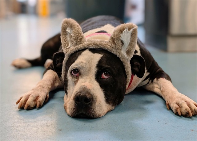 Shelter Stray Female Dog last seen , 4000 N Silverbell Rd, Tucson, AZ 85745, USA