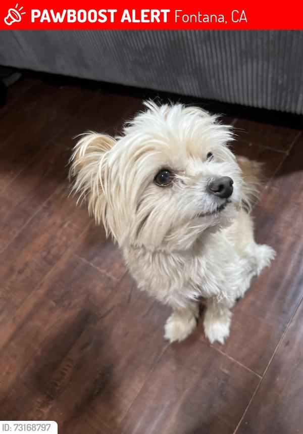 Lost Male Dog last seen Inside the mobile home Spc#21, Fontana, CA 92335