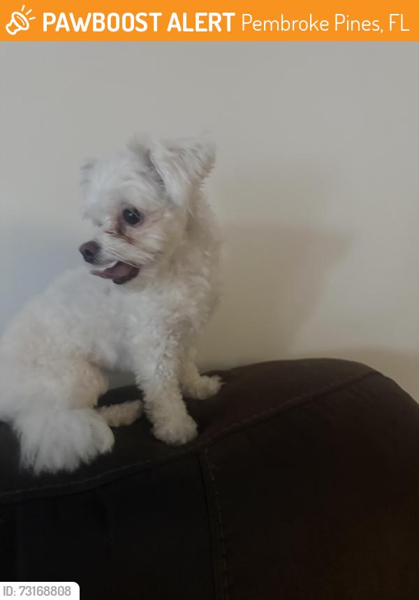 Found/Stray Female Dog last seen Hiatus Pembroke Rs, Pembroke Pines, FL 33025