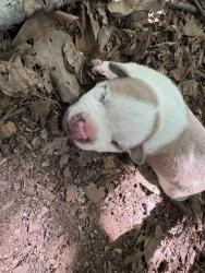 Shelter Stray Unknown Dog last seen Near BLOCK NE 4TH ST, OKLAHOMA CITY OK 73104, 2811 SE 29th St, Oklahoma City, OK 73129, USA