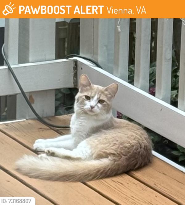 Found/Stray Unknown Cat last seen Maple St., Vienna, VA 22180