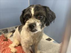 Shelter Stray Female Dog last seen FOOTHILL BLVD & ALMERIA AVE, FONTANA, CA, 92335, USA, 333 Chandler Pl, San Bernardino, CA 92408, USA