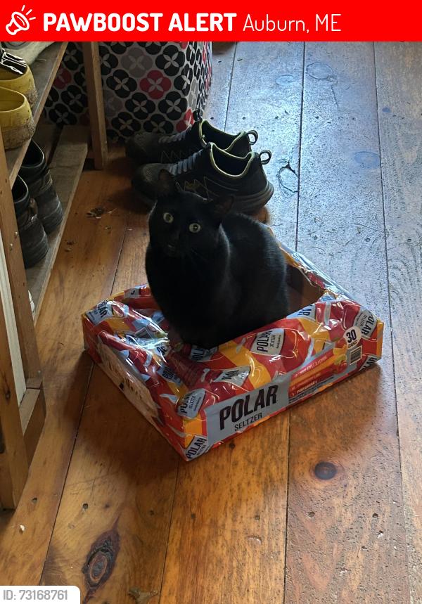 Lost Female Cat last seen Fox Ridge Golf Course, Auburn, ME 04210