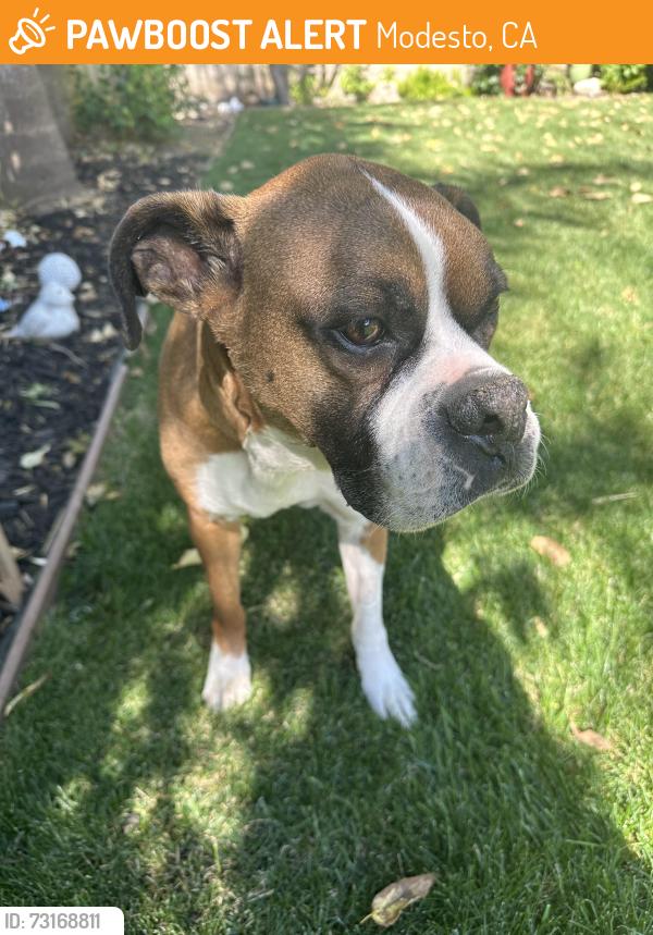 Found/Stray Male Dog last seen Enslen Ave, Modesto, CA 95350
