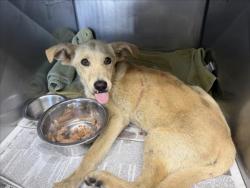 Shelter Stray Male Dog last seen 21ST, 333 Chandler Pl, San Bernardino, CA 92408, USA