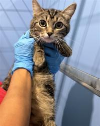 Shelter Stray Female Cat last seen 17TH AND COLWYN, 333 Chandler Pl, San Bernardino, CA 92408, USA