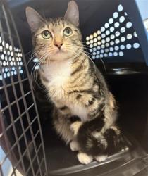 Shelter Stray Female Cat last seen 17TH AND COLWYN, 333 Chandler Pl, San Bernardino, CA 92408, USA