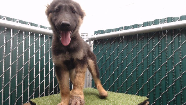 Shelter Stray Female Dog last seen , 11258 Garfield Ave, Downey, CA 90242, USA