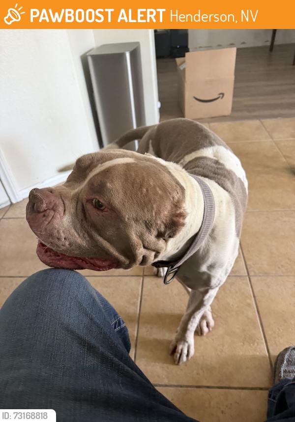 Found/Stray Male Dog last seen Amigo st, Henderson, NV 89052