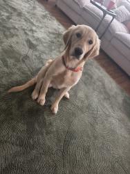 Lost Female Dog last seen United methodist church, Houston, TX 77015