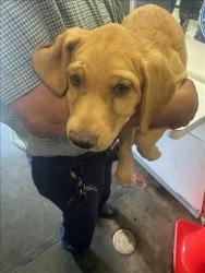 Shelter Stray Female Dog last seen , 1850 W 60th St, Los Angeles, CA 90047, USA