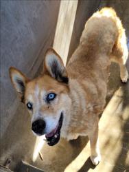 Shelter Stray Female Dog last seen , 1850 W 60th St, Los Angeles, CA 90047, USA