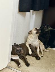 Lost Unknown Dog last seen Russle and broadbent blvd, Las Vegas, NV 89104