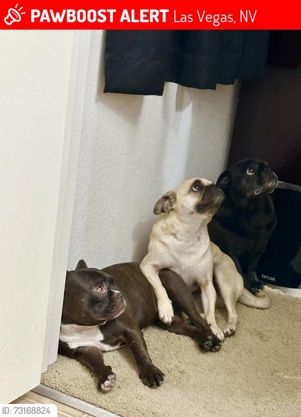 Lost Unknown Dog last seen Russle and broadbent blvd, Las Vegas, NV 89104