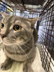Shelter Stray Male Cat last seen , 1850 W 60th St, Los Angeles, CA 90047, USA