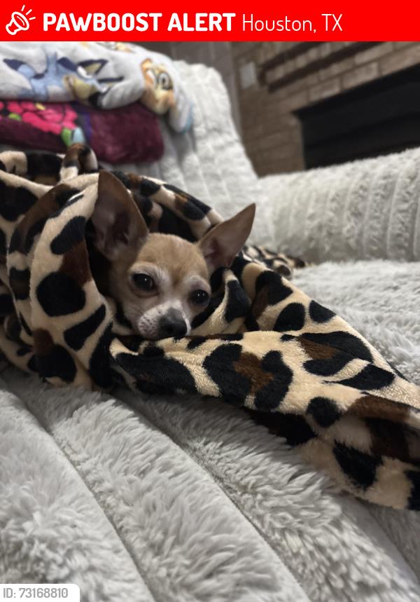Lost Female Dog last seen Near Zavalla st Houston Tx 77085, Houston, TX 77085