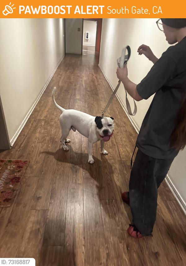 Found/Stray Male Dog last seen Firestone blvd and Calden Ave inside Calden court apmt, South Gate, CA 90280
