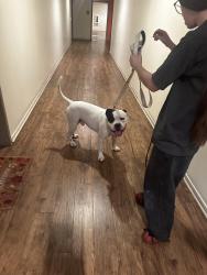 Found/Stray Male Dog last seen Firestone blvd and Calden Ave inside Calden court apmt, South Gate, CA 90280