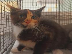 Shelter Stray Female Cat last seen , 1850 W 60th St, Los Angeles, CA 90047, USA