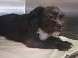 Shelter Stray Unknown Dog last seen , 1850 W 60th St, Los Angeles, CA 90047, USA