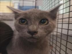 Shelter Stray Unknown Cat last seen , 1850 W 60th St, Los Angeles, CA 90047, USA